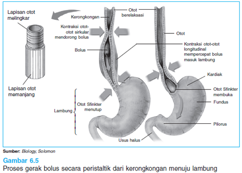 Proses Gerak Peristaltik