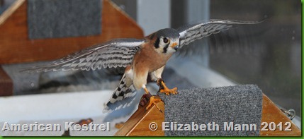 falcon 4