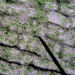 chloroplasts02.jpg