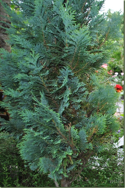 Lawson cypress