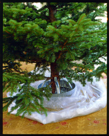 A plastic tree bag makes cleanup easier: Just pull thebag up over the tree to carry it outside. A plastic tree bag makes cleanup easier: Just pull thebag up over the tree to carry it outside.