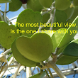 Happy Heart’s Day!  Photo taken from the UW Botany Greenhouse.