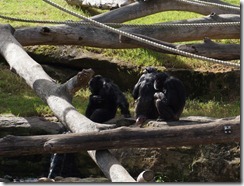 Chimpanzees, Taronga Zoo