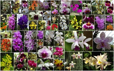 orchid overview