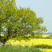 View album View album