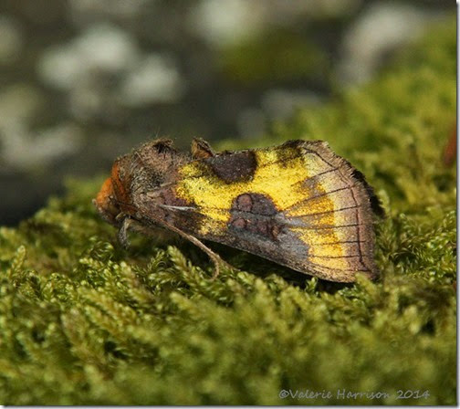 Burnished-Brass-2 Burnished-Brass-2