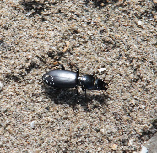 [39-ground-beetle%255B2%255D.jpg]