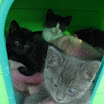 Sakè, Althea, Fuji.JPG