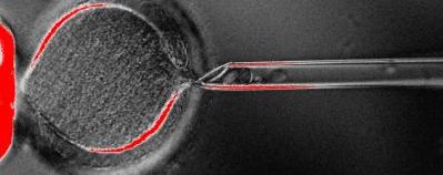 Imatge-lextraccio-del-nucli-introduccio.jpg