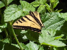 P5200746