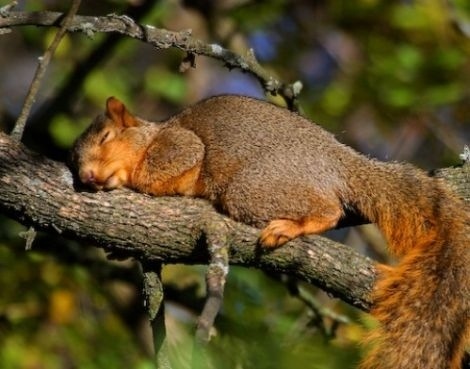 [tired-cute-animals-18%255B2%255D.jpg]
