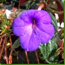 Achimenes mexicana Achimenes mexicana