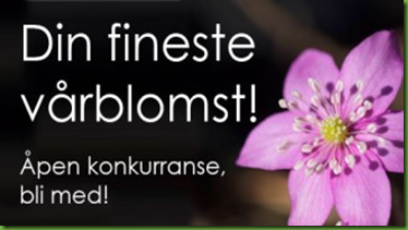 fineste vårblomst fineste vårblomst