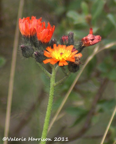 [19-fox-and-cubs%255B2%255D.jpg]