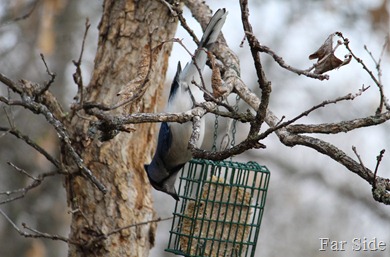 Lure of the suet was to great