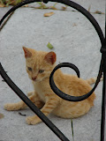 Gato del cementerio Gato del cementerio