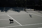 We heard Martha calling us and we took a short cut across the tennis courts.