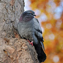 Feral pigeon (rock pigeon)