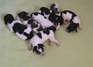 Gorgeousdoodles parti puppies Australian Labradoodles Gorgeousdoodles parti puppies Australian Labradoodles