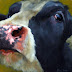 Object: 19765 - Portret 13 - 16 x 17 cm - € 1950,=
