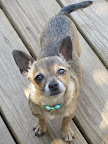 Listening earnestly to canine coach and also adopted mentor, just moments before her record breaking jump.