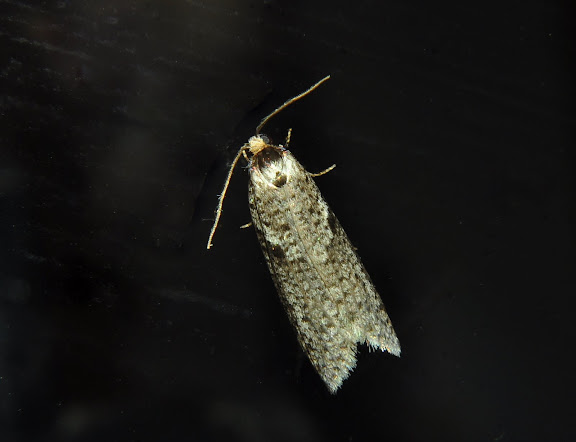 Probablement : Tortricidae : Tortricinae : Meritastis pyrosemana MEYRICK, 1881. Umina Beach (NSW, Australie), 18 mai 2011. Photo : Barbara Kedzierski