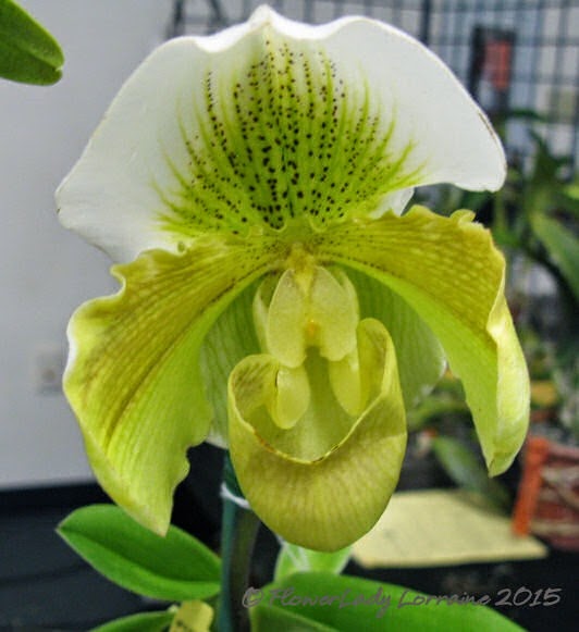 [02-08-orchids12%255B4%255D.jpg]
