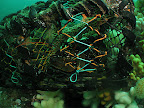 West Hurker: lobsters in the pot
