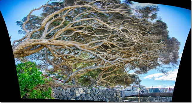 tree hdr pano big-001 tree hdr pano big-001
