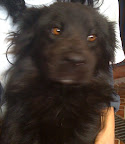 PELUSO
Hermoso, cariñoso, juguetón, territorial, excelente compañía, listo para irse en adopción.