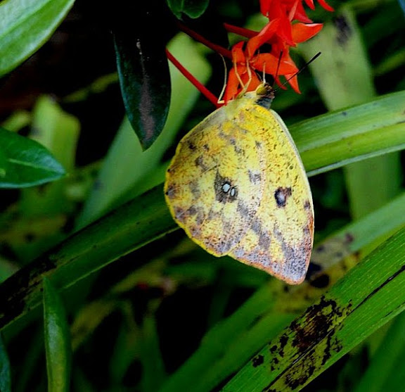 Phoebis argante argante FABRICIUS, 1775, femelle. Dracena, (São Paulo, Brésil), janvier 2011. Photo : Cidinha Rissi