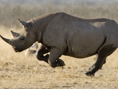[Rinoceronte%2520Negro%255B3%255D.jpg]