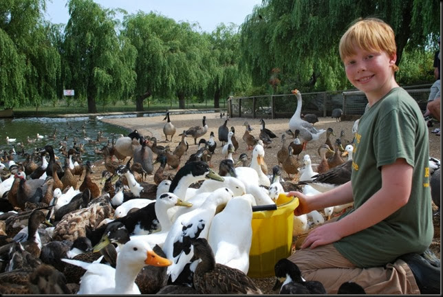 Charlie feeding the ducks Charlie feeding the ducks