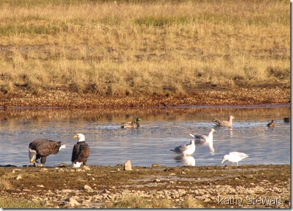 Eagles, ducks and gulls