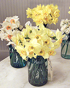 Discussing the various varieties of daffodils. (OAD: 4/23/1999)