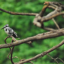 Pied Kingfisher