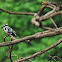 Pied Kingfisher
