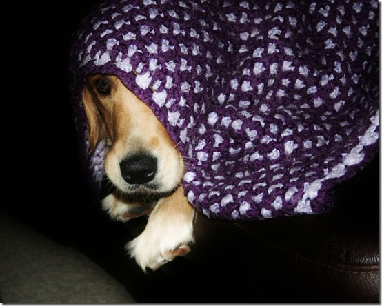 LuLuBlankie23Jan2013 LuLuBlankie23Jan2013