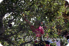 GML apple picking 2012 115