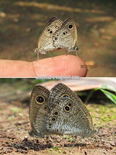 Kupu-kupu Common five ring (Ypthima baldus) kawin