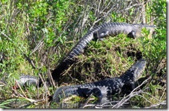 Alligators on the Anhinga Trail