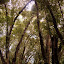 A Quiet Path in the Botanic Garden - Adelaide, Australia