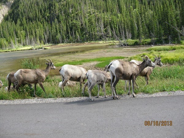 [Mountain-Goats-in-Jasper-National-Pa%255B9%255D.jpg]