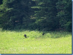 0176 Great Smoky Mountain National Park - Tennessee - Cades Cove Scenic Loop (again) - 2 Black Bears mom & cub 0176 Great Smoky Mountain National Park - Tennessee - Cades Cove Scenic Loop (again) - 2 Black Bears mom & cub