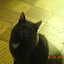 cats_reneseme_2011-01-03_01.jpg