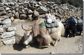 Yaks Yak