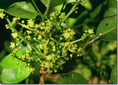 Корал Босвелия / Coral Boswellia Корал Босвелия / Coral Boswellia