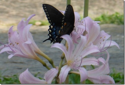 Butterfly Butterfly