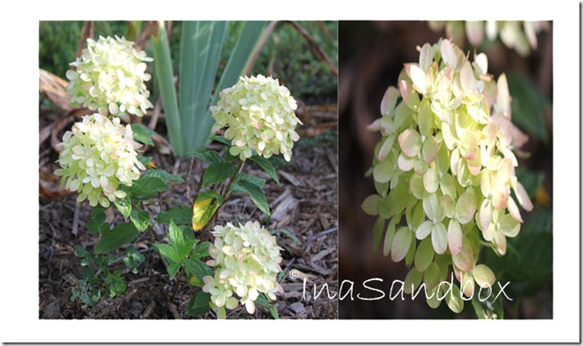 Hydrangea-diptychlr