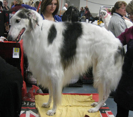 Borzoi